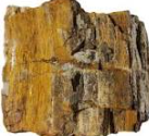 Petrified Wood